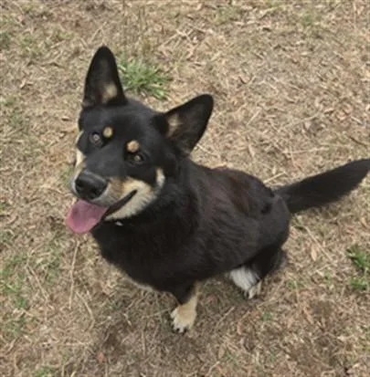 A young medium-sized male German Shepherd Dog dog named Rex for adoption in Augusta, GA
