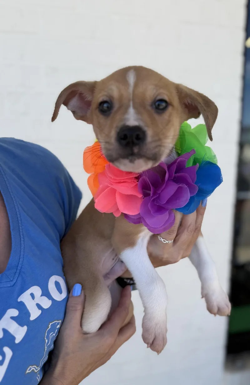 A young medium-sized male Labrador Retriever dog named Prince for adoption in White Lake, MI