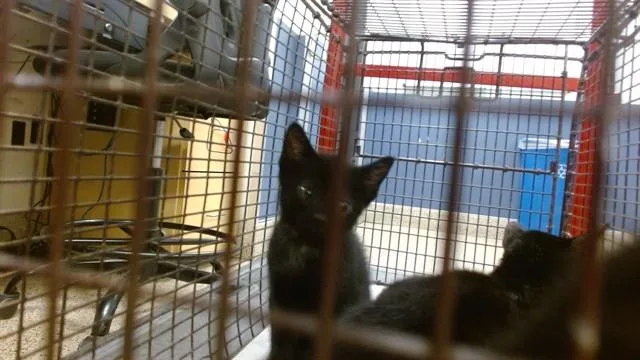 A baby small-sized male Domestic Short Hair cat named Mr Goodbar for adoption in Miami, FL