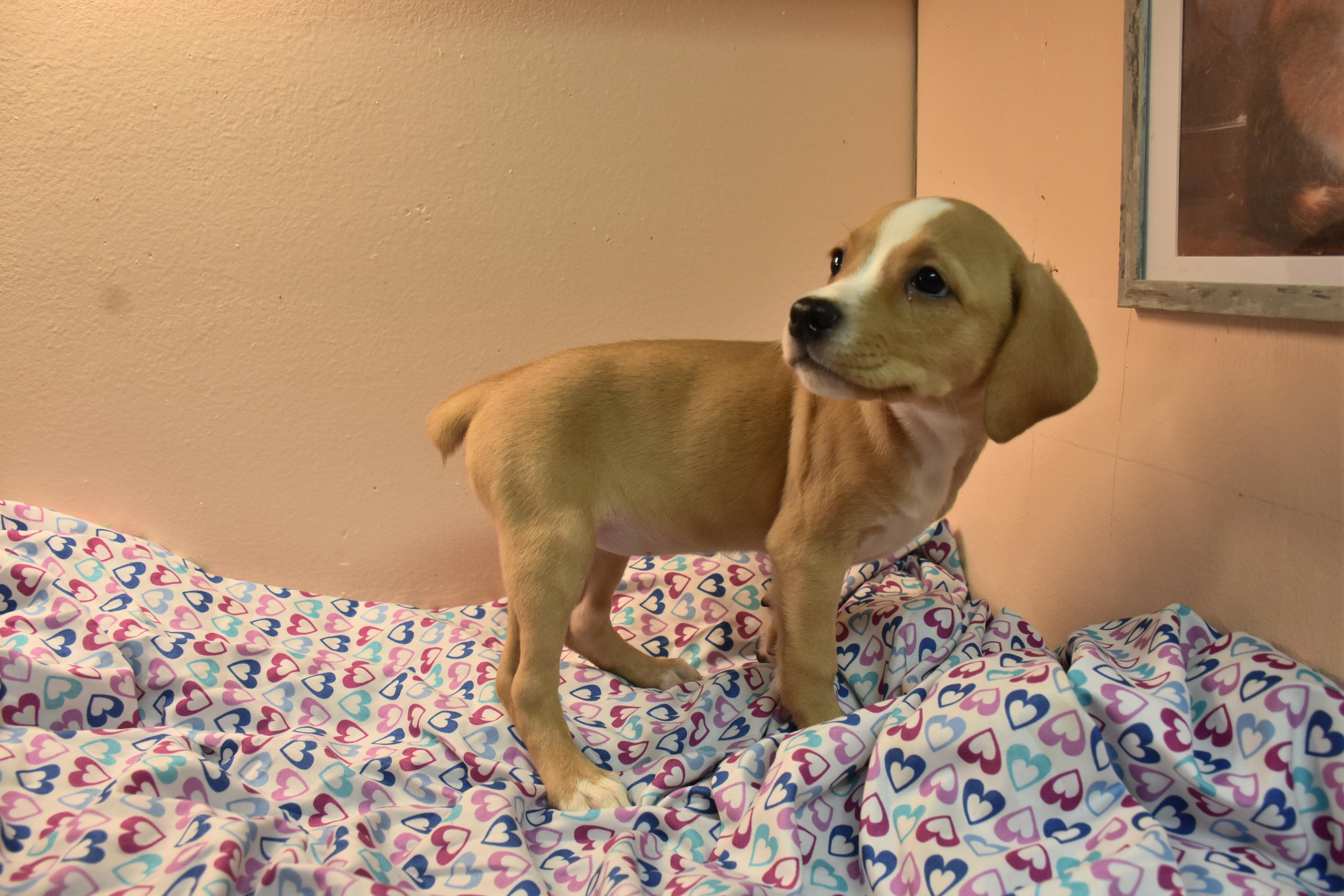 A baby medium-sized female Yellow / Tan / Blond / Fawn Beagle dog named Compass for adoption in North Judson, IN