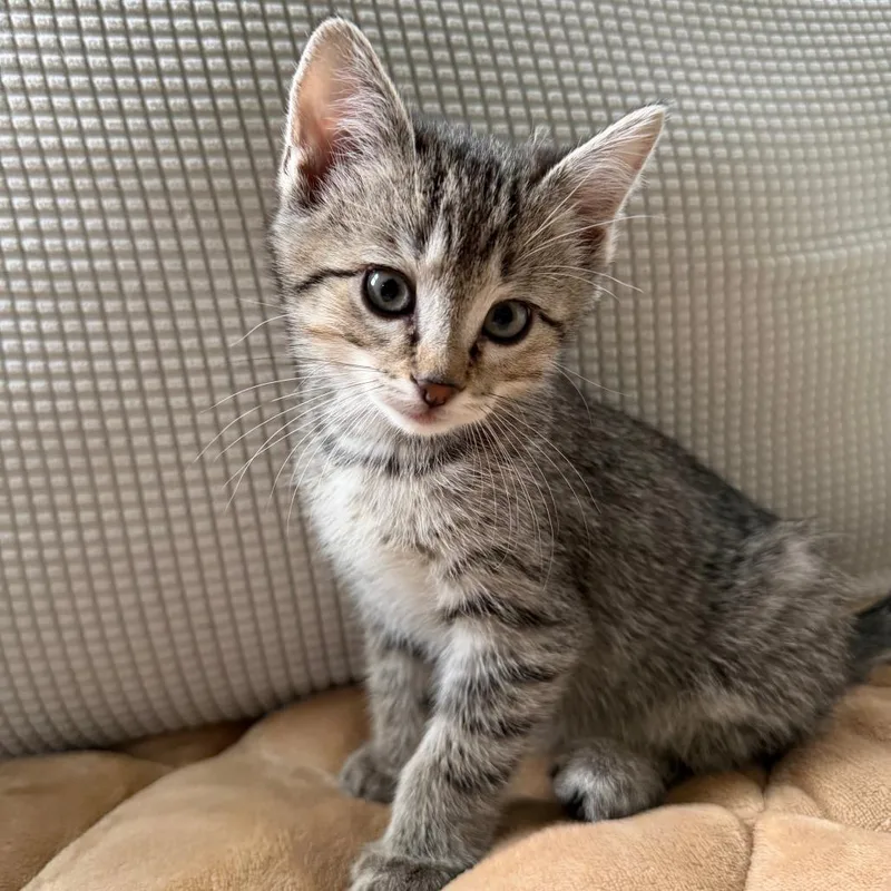 A baby small-sized male Gray / Blue / Silver Domestic Short Hair cat named Flint for adoption in Buffalo, MN