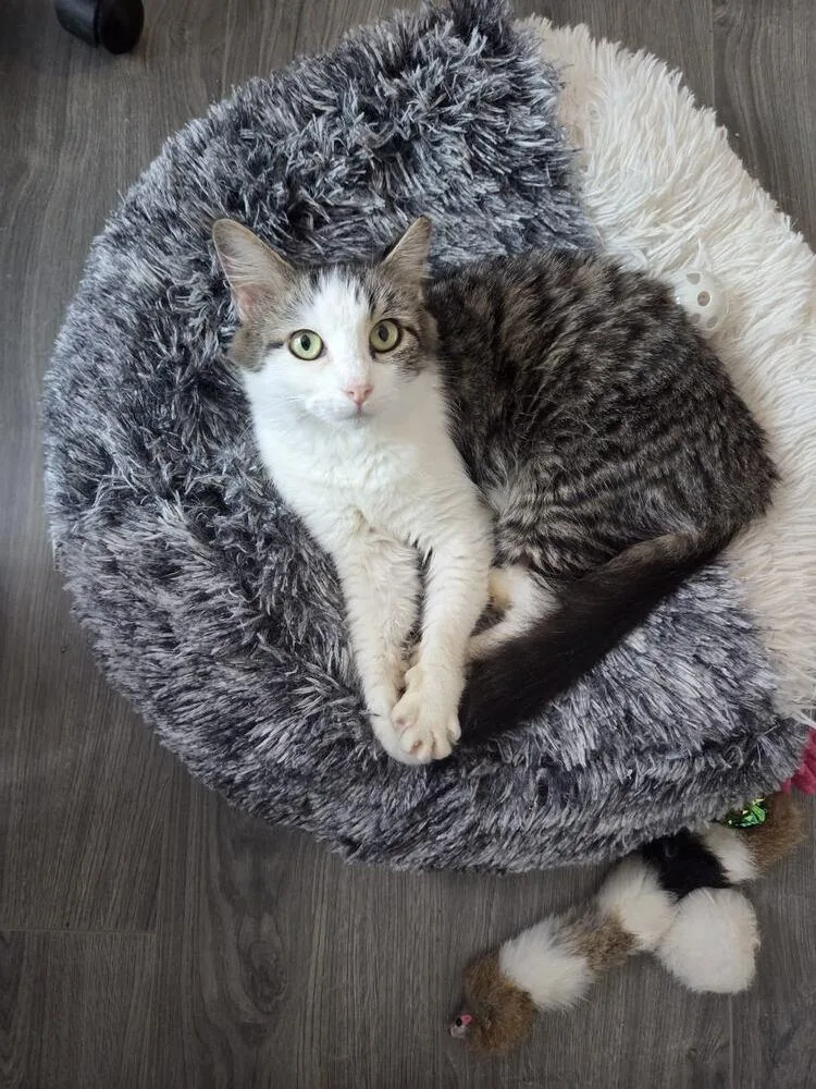 A young medium-sized female Gray & White Domestic Medium Hair cat named Bubbles for adoption in Kannapolis, NC