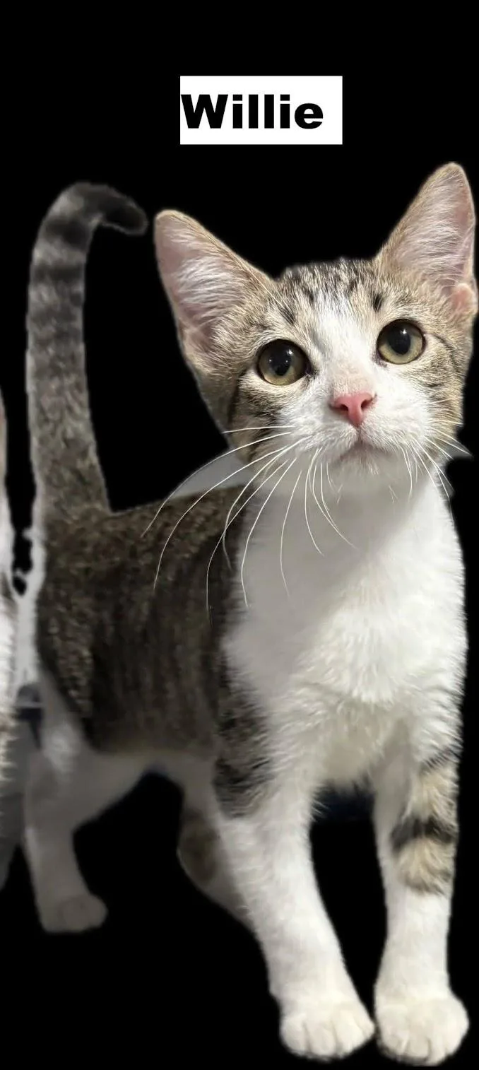 A baby medium-sized male Domestic Short Hair cat named Willie for adoption in Zimmerman, MN