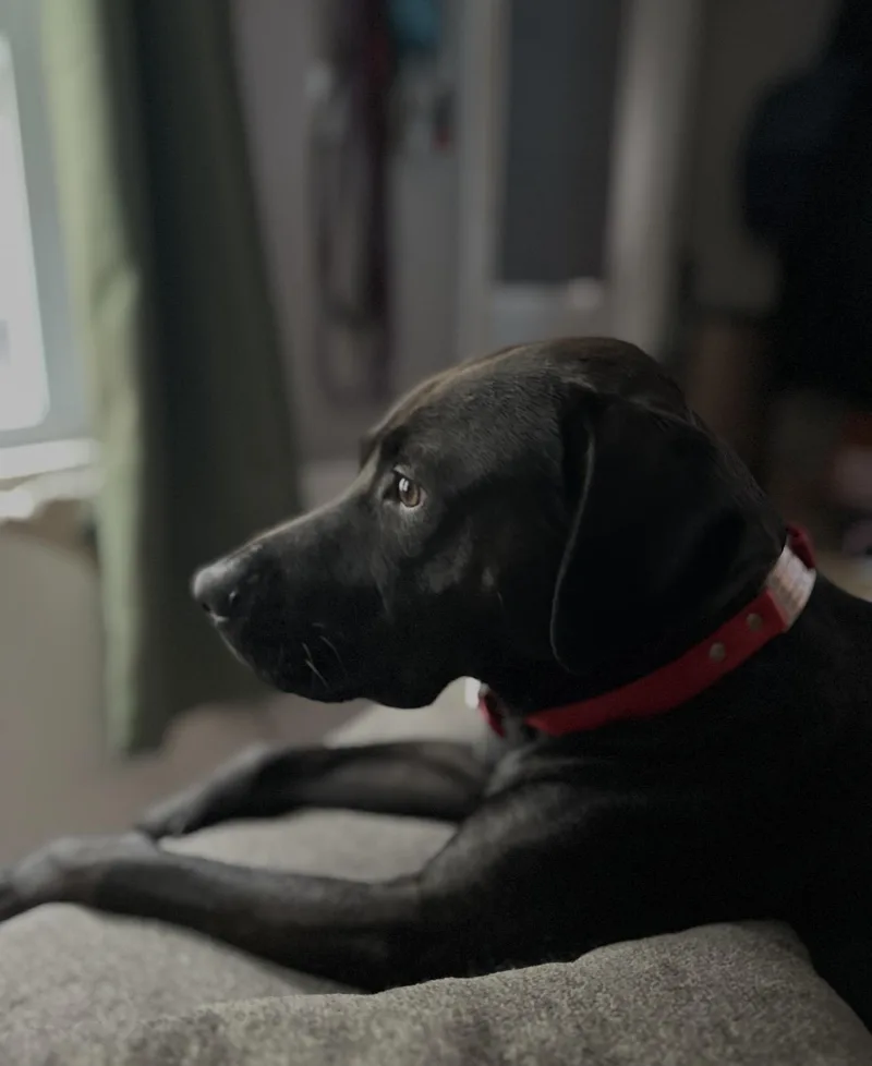 An adult medium-sized female Black Labrador Retriever dog named Bubbles for adoption in Sebring, FL