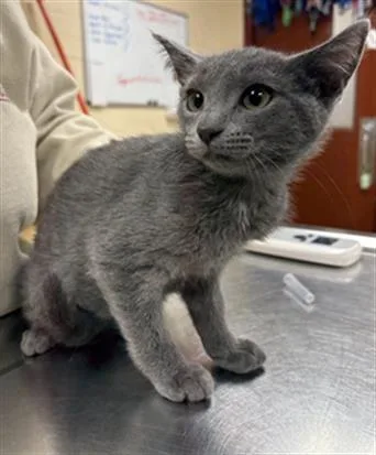 A baby small-sized female Domestic Short Hair cat named Swallowtail for adoption in Aliquippa, PA