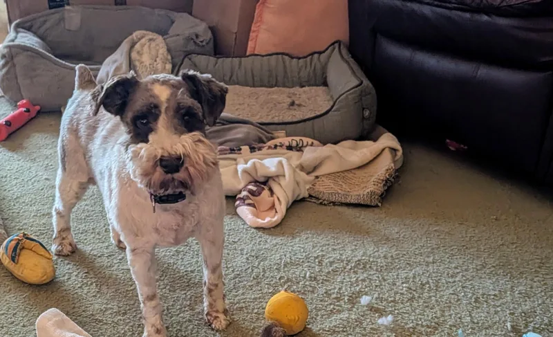 An adult medium-sized male Miniature Schnauzer dog named Brodi for adoption in Richmond, KY