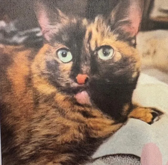 Bonnie & Clyde thumbnail 5