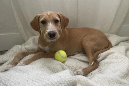 A baby medium-sized female Terrier dog named Goldie for adoption in Broomfield, CO