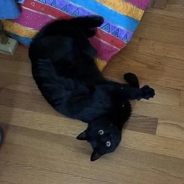 Orbitat Petsmart East