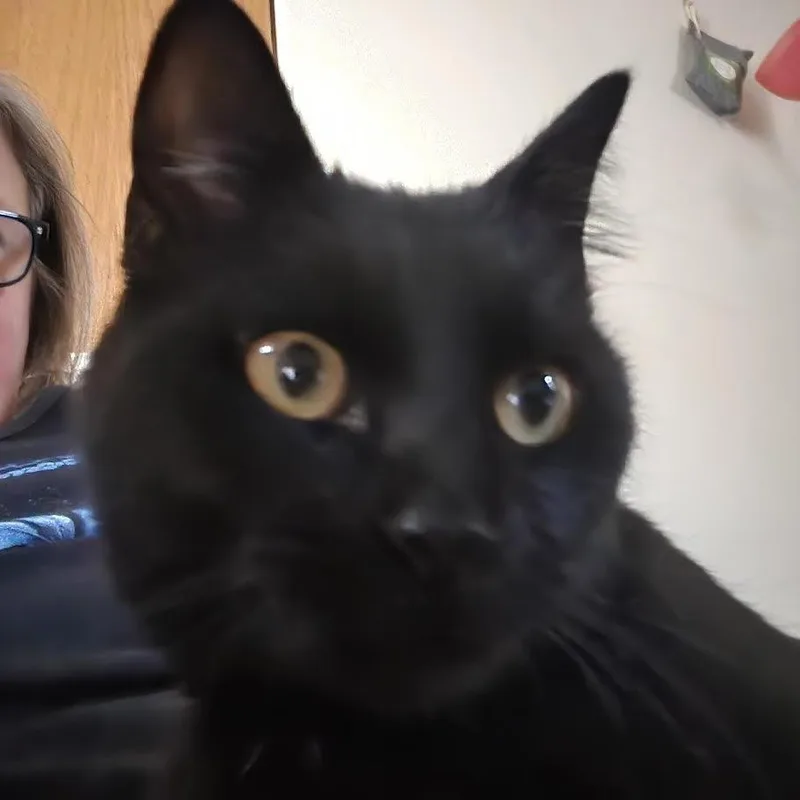 Orbitat Petsmart East thumbnail 2