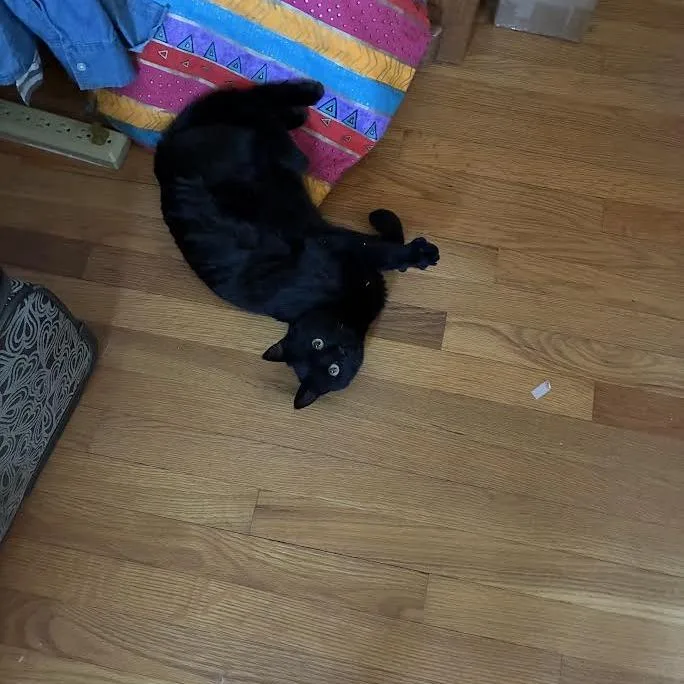 Orbitat Petsmart East thumbnail 3