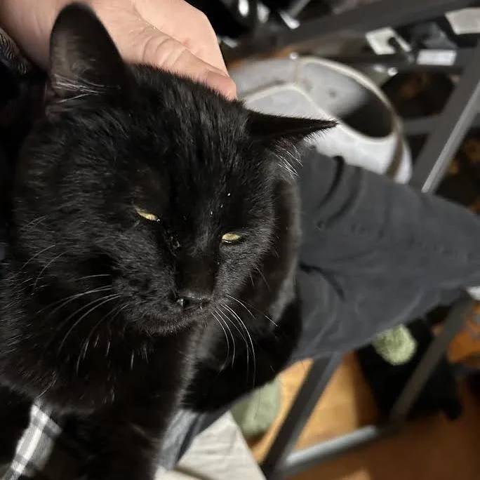 Orbitat Petsmart East thumbnail 4