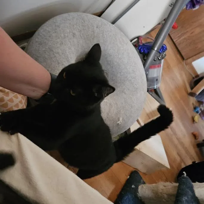 Orbitat Petsmart East thumbnail 5