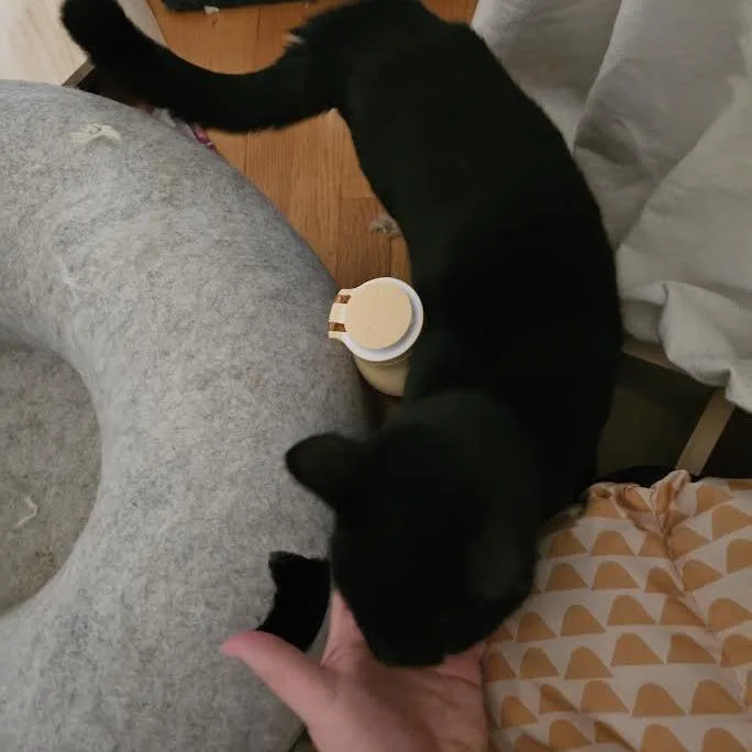 Orbitat Petsmart East thumbnail 6