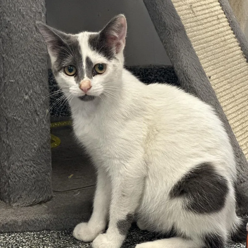 A baby small-sized male Domestic Short Hair cat named Road Runner for adoption in Hinsdale, IL