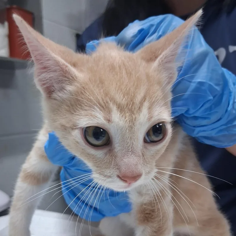 A baby small-sized male Orange / Red Domestic Short Hair cat named Bucee's for adoption in Summerville, SC