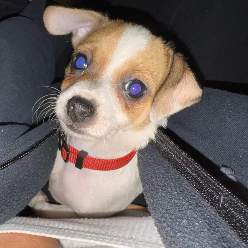 A baby small-sized female Chihuahua dog named Belle for adoption in atlanta, GA