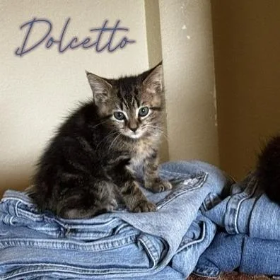 Dolcetto thumbnail 2