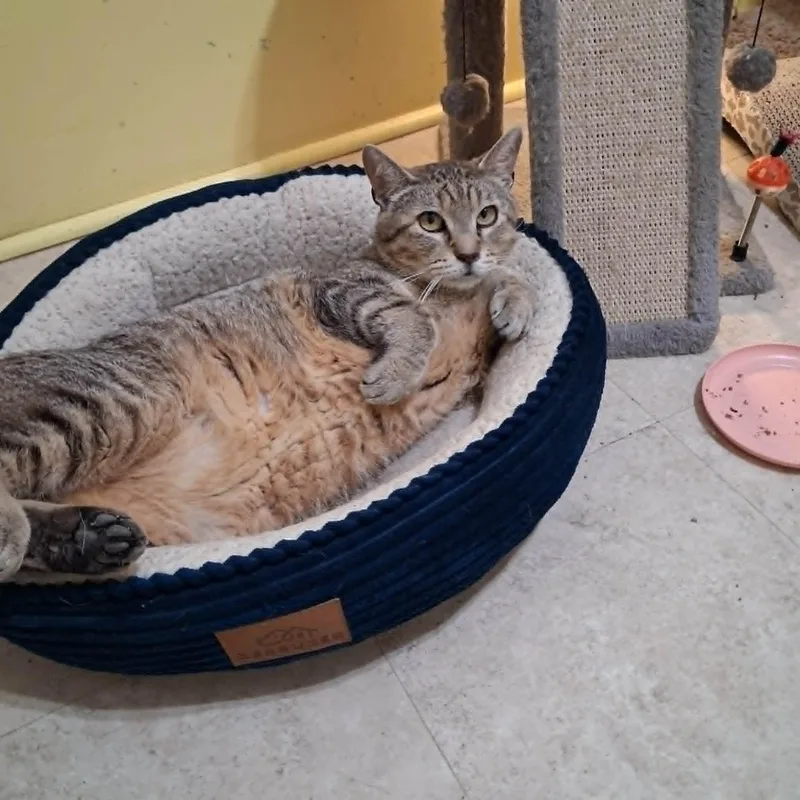 An adult large-sized male Tabby (Brown / Chocolate) Domestic Short Hair cat named Terry for adoption in Vine Grove, KY