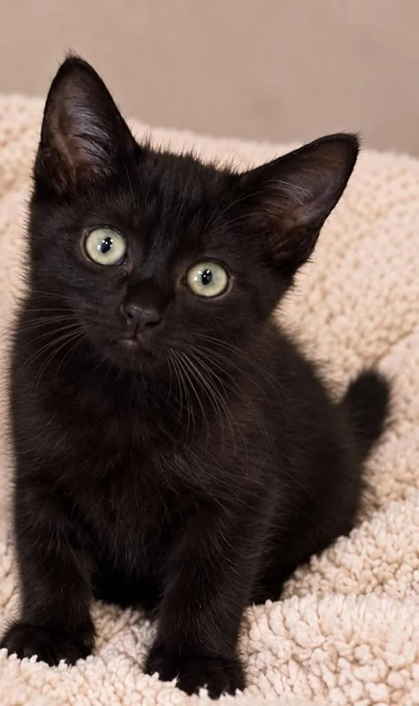 A baby small-sized male Domestic Medium Hair cat named Pumba for adoption in Columbia, TN