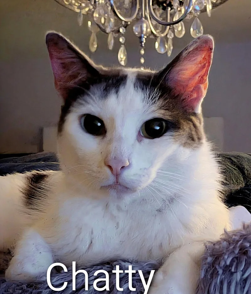 Chatty thumbnail 3