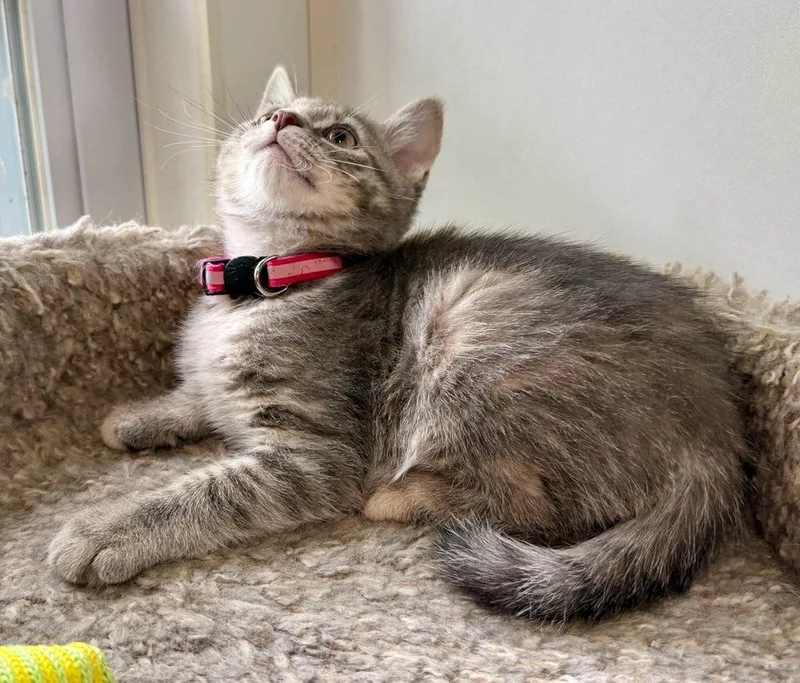A baby small-sized female Dilute Calico Domestic Short Hair cat named Barbara for adoption in Ashland, OH