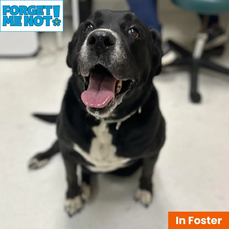 A senior large-sized female Black Labrador Retriever dog named Bailey Jean for adoption in Baltimore, MD