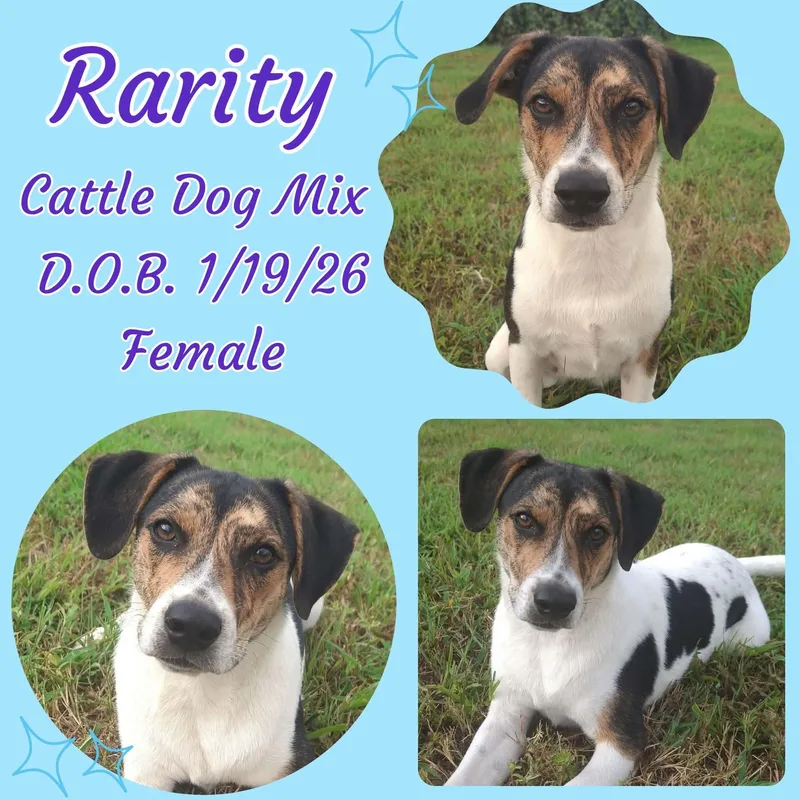 A baby medium-sized female Tricolor (Brown, Black, & White) Australian Cattle Dog / Blue Heeler dog named Rarity for adoption in Caldwell, TX