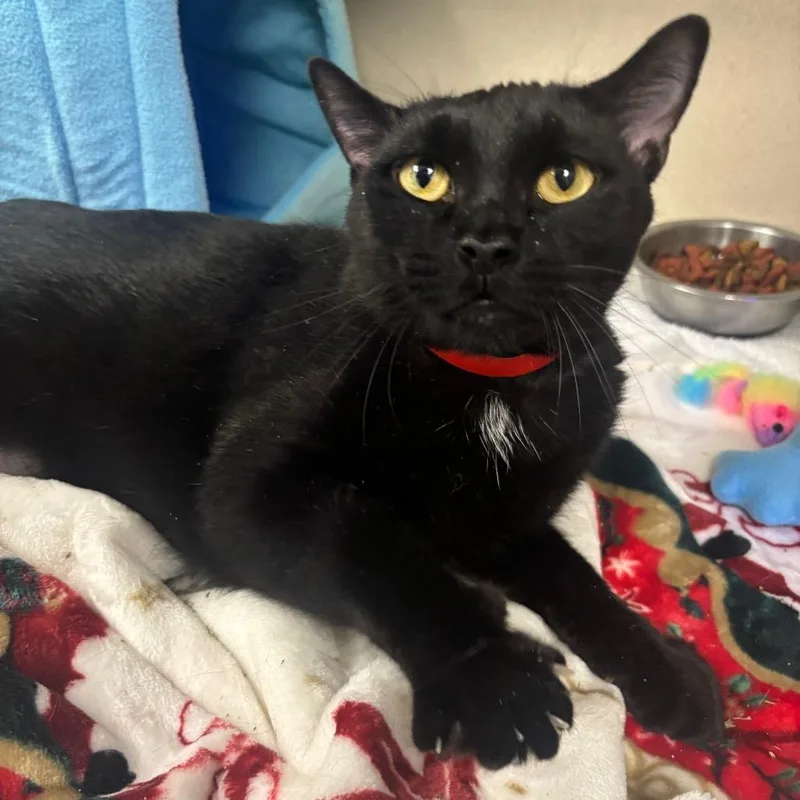 A young large-sized female Black Domestic Short Hair cat named Shaylah for adoption in New York, NY