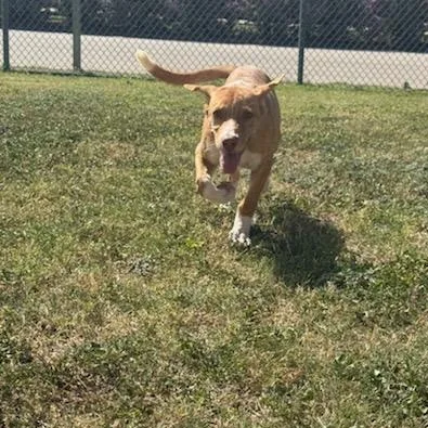 A young medium-sized female Mixed Breed dog named Taco for adoption in Schertz, TX
