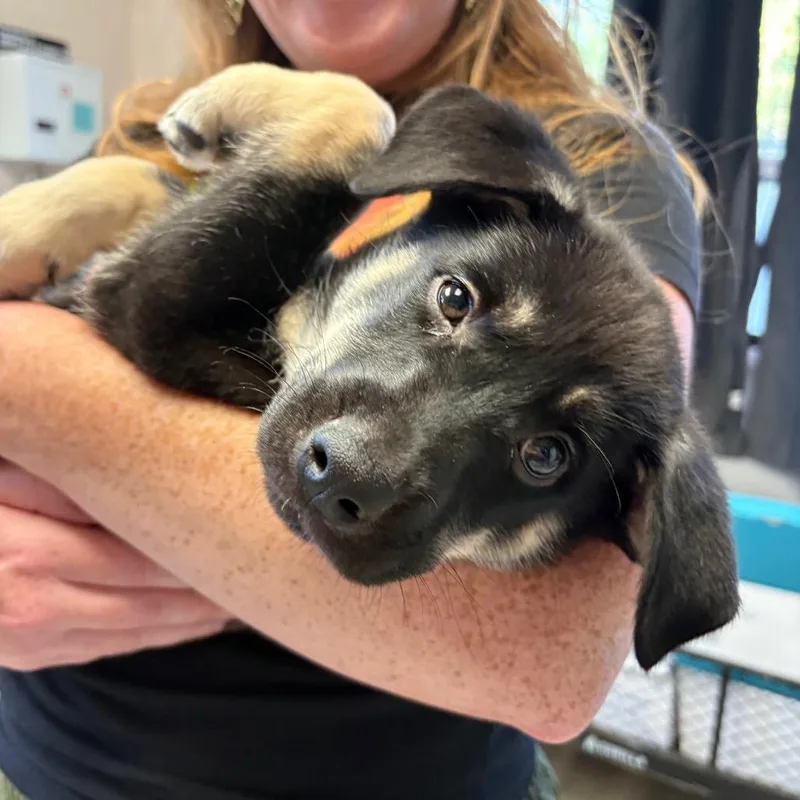 A baby small-sized female Black Shepherd dog named Hurricane for adoption in Austin, TX