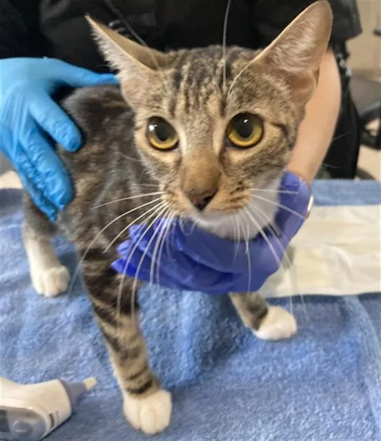 A young medium-sized female Domestic Short Hair cat named Daggett for adoption in Long Beach, CA