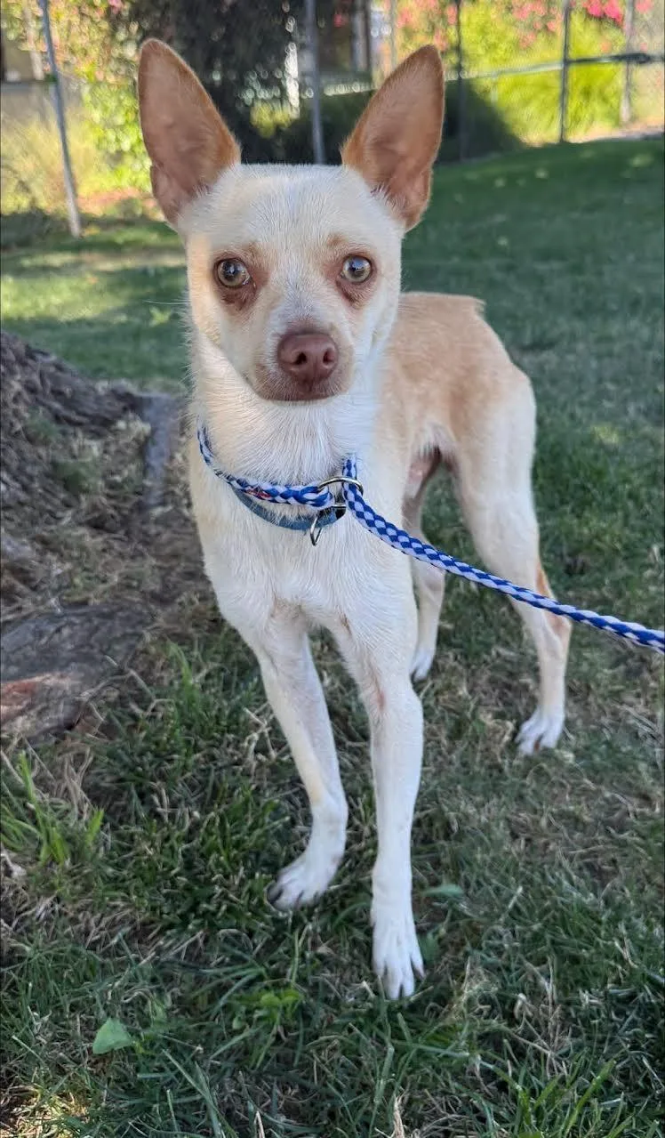 An adult small-sized male Apricot / Beige Chihuahua dog named Chico for adoption in Oakdale, CA