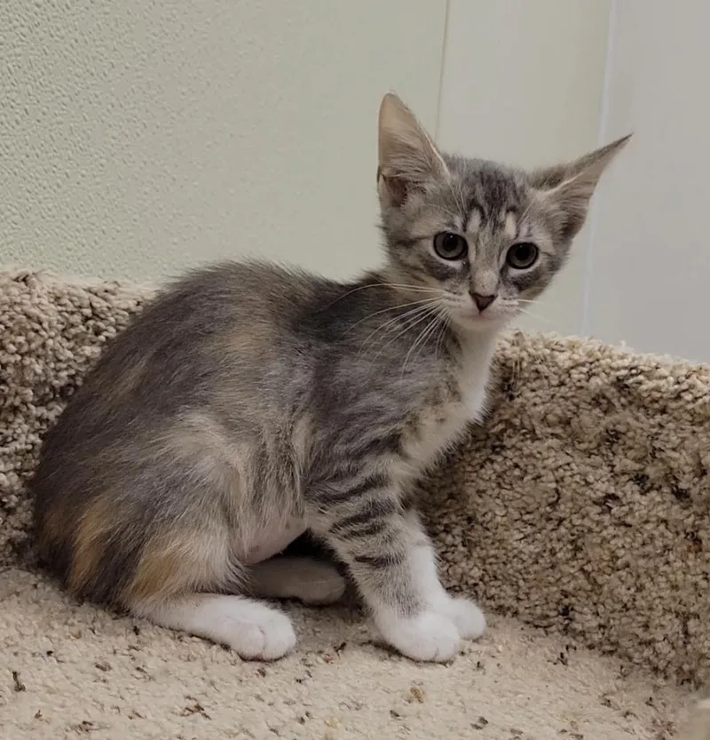 A baby small-sized female Domestic Short Hair cat named Kusama for adoption in Sandusky, OH