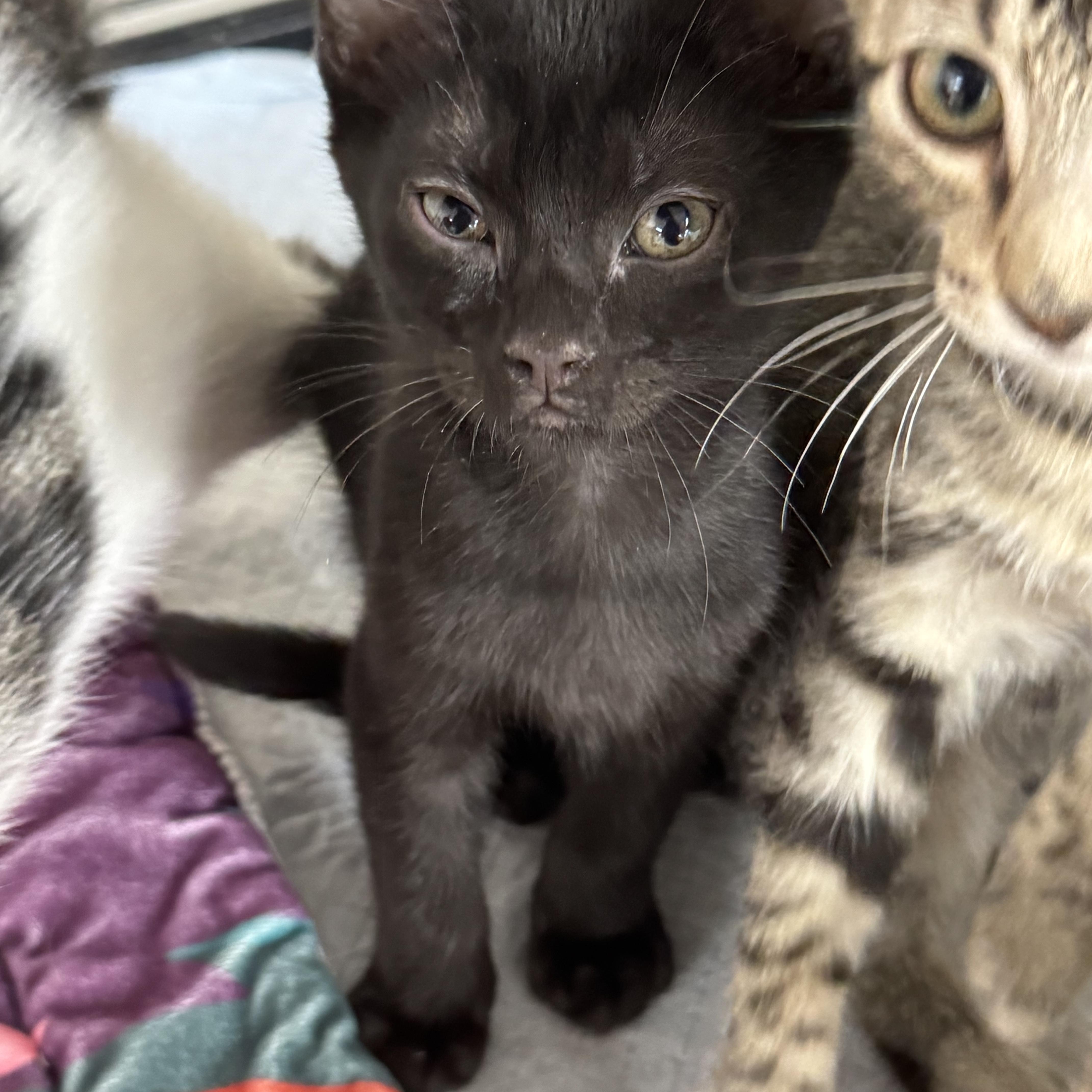 A young medium-sized male Black Domestic Short Hair cat named Taffy for adoption in Crossville, TN