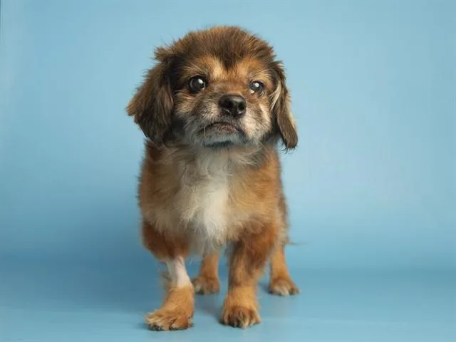 A senior small-sized male Dachshund dog named Moki for adoption in Phoenix, AZ