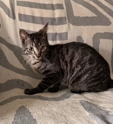A young medium-sized female Domestic Short Hair cat named Kai for adoption in San Antonio, TX