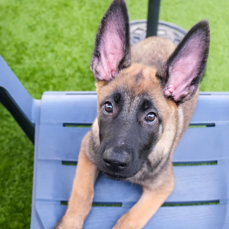 A young large-sized male Black Belgian Shepherd / Malinois dog named Yukon for adoption in Newport Beach, CA