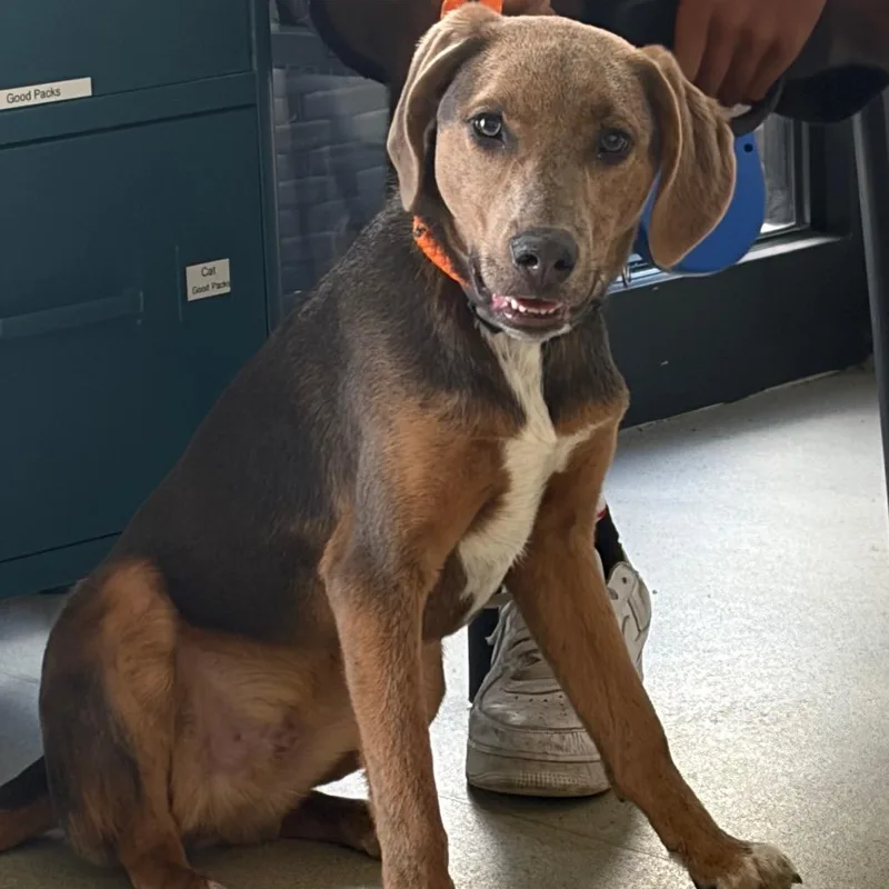 A young medium-sized male Gray / Blue / Silver Hound dog named Loki for adoption in Nashville, TN