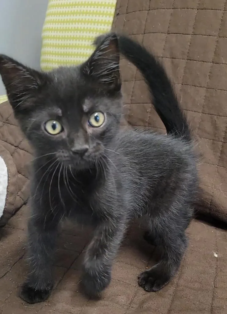 A baby medium-sized male Domestic Short Hair cat named Maverick for adoption in Sandusky, OH
