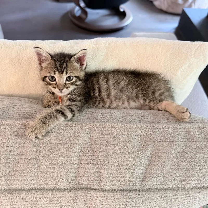 A baby small-sized male Domestic Short Hair cat named Roquefort for adoption in Austin, TX