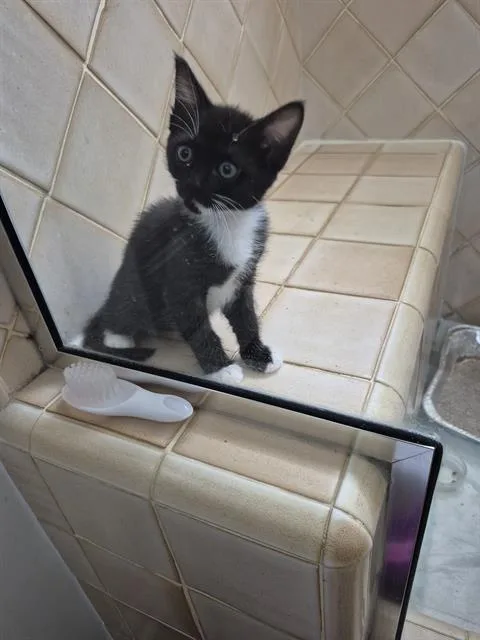 A baby small-sized male Domestic Short Hair cat named Leo for adoption in Tustin, CA