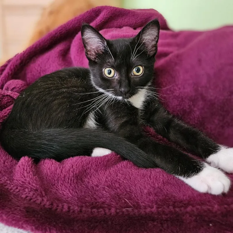 A baby small-sized female Black Domestic Short Hair cat named Angela for adoption in Bulverde, TX