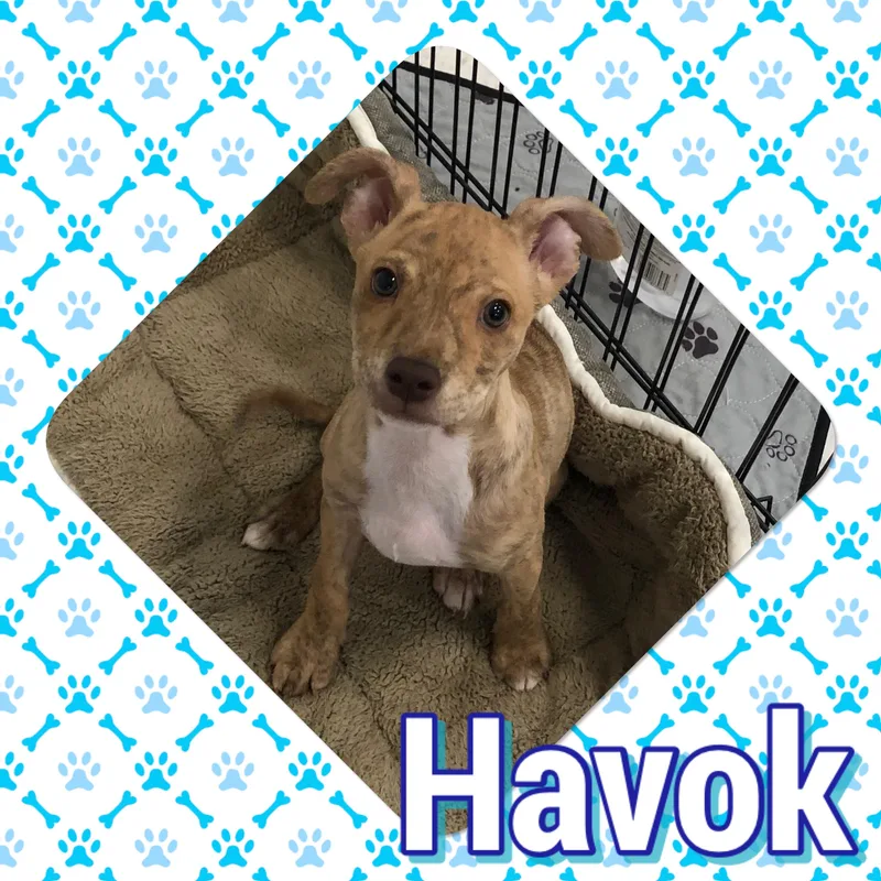 A young small-sized male Chihuahua dog named Havok for adoption in Tucson, AZ