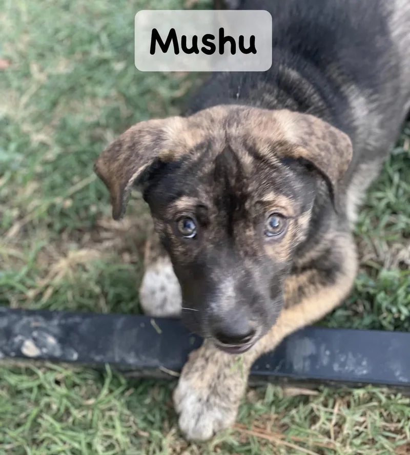 Mushu thumbnail 2