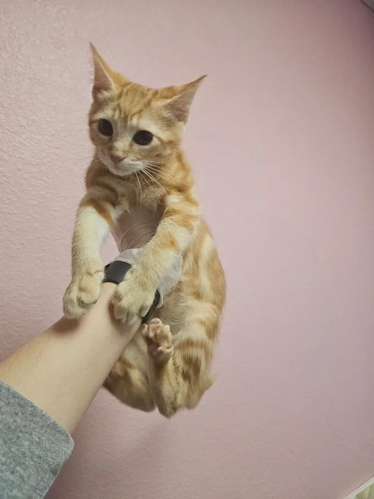 A baby small-sized male Domestic Short Hair cat named Vash for adoption in New Braunfels, TX