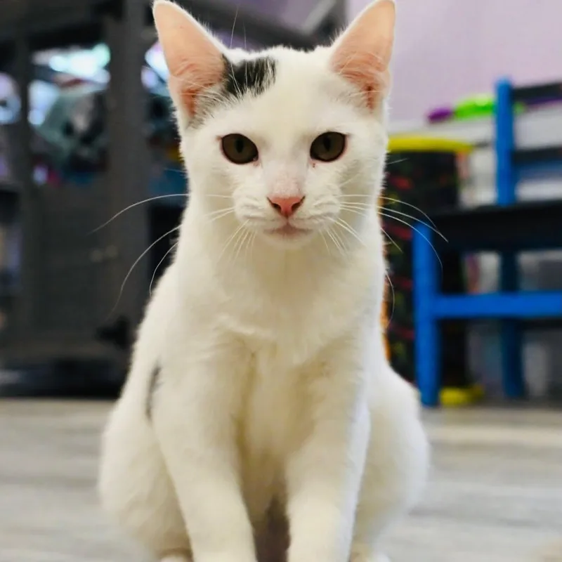 A baby medium-sized male White Domestic Short Hair cat named Donnie for adoption in Washington, PA