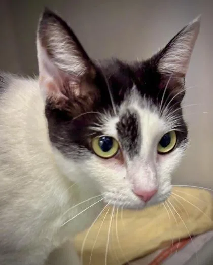 An adult small-sized female Domestic Short Hair cat named Sonata for adoption in Cumming, GA