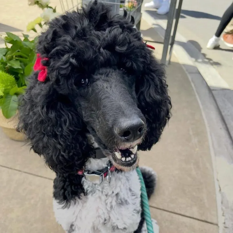 A senior medium-sized female Standard Poodle dog named Ellie for adoption in Weatherford, TX