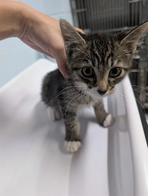 A baby small-sized male Domestic Short Hair cat named Sonny for adoption in Westminster, MD